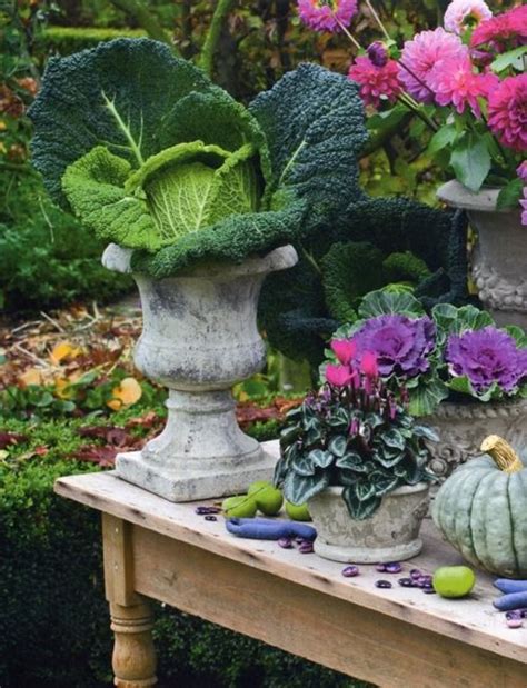 Harvest Homestead Porch Gardens Cabbages And Vegetables