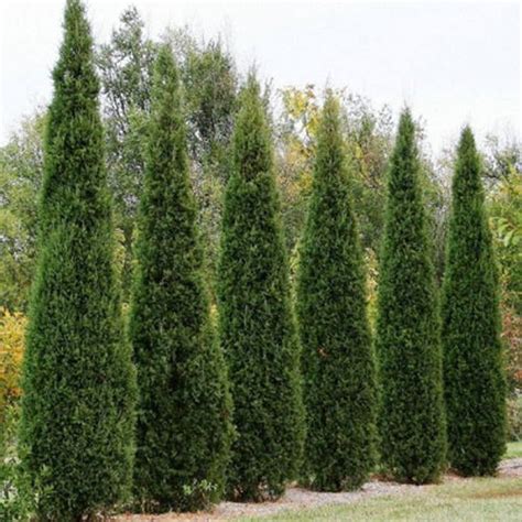 Eastern Red Cedar Tree Seeds Juniperus Virginiana Seeds Etsy