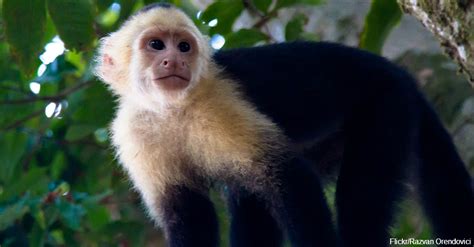 Capuchin Monkeys Use This Unique Jungle Item To Keep Mosquitoes Away