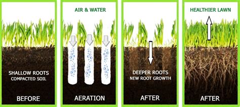 Dethatching in fall results in fewer weed problems. The Best Lawn Aerators (Manual and Machine)