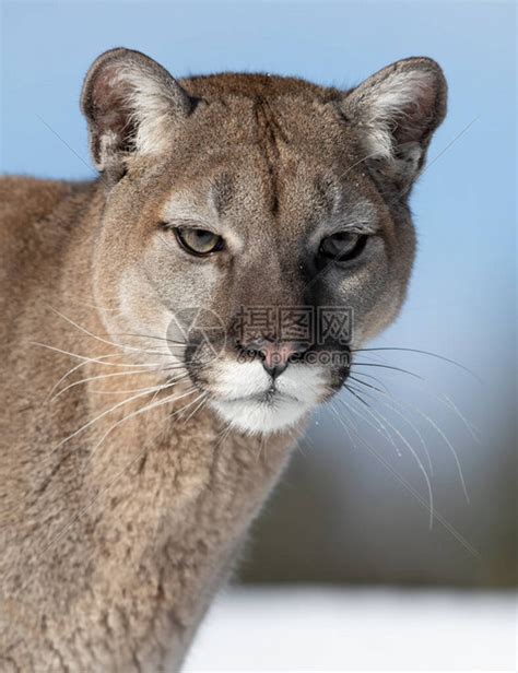 美洲狮或山狮美洲豹在美国蒙大拿的高清图片下载 正版图片506591454 摄图网