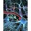 Central Nervous System Cells Photograph By Veronica Falconieri 