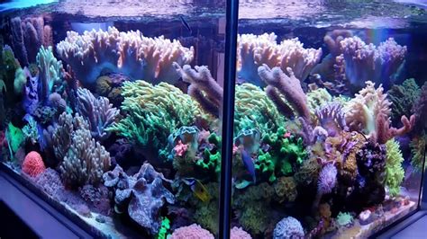 Mikec Soft Coral Reef Tank Youtube