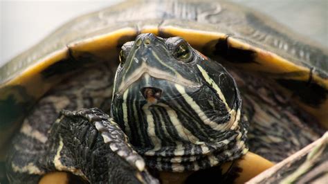 Free Download Hd Wallpaper Black Frog Turtle Animal Reptile
