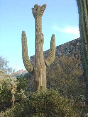 [this selection tells of the dependence of many animals on the yet, the saguaro cactus not only grows there but is the center of life for many animals. Research Desert Animals / Teacher Page