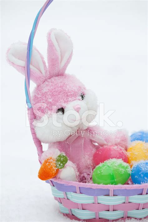 Snow At Easter Stock Photo Royalty Free Freeimages