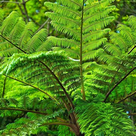 Among the nine plants was a seed pod concealed in a foil wrapped bundle. Types of Endangered Rainforest Plants | Sciencing