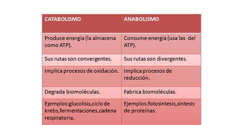 Anabolismo Y Catabolismo Diferencias Ejemplos Cuadro Comparativo Cortisol Microbiology