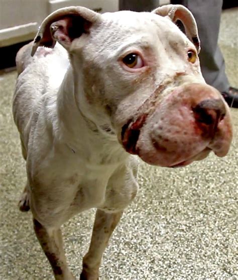 It can live a normal long life if you get it fixed. Rare Behind The Scenes Look At Rescuing Bait Dogs