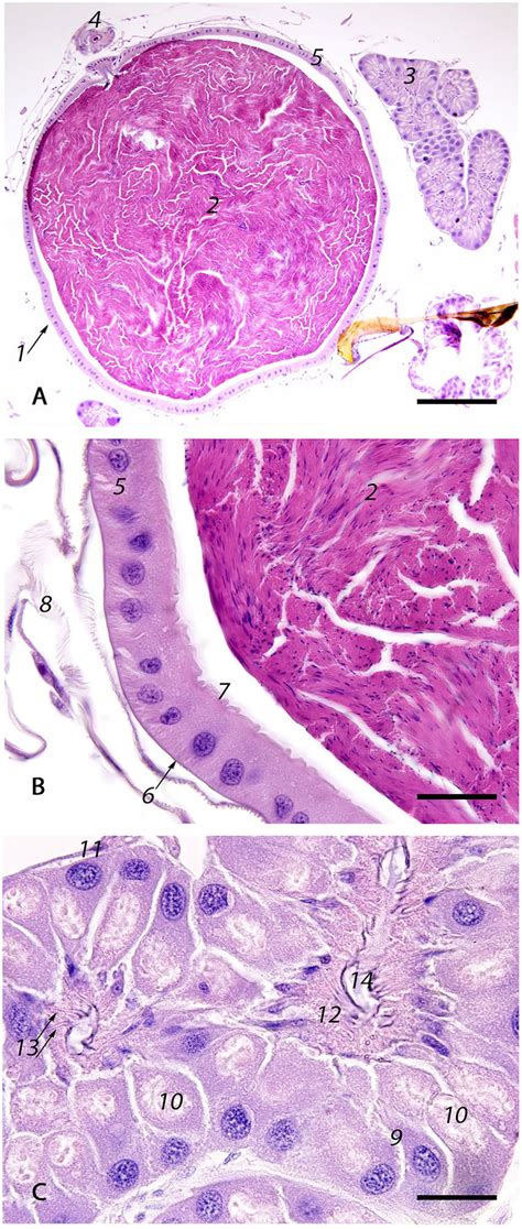 Photomicrographs Of The Spermatheca With Its Glands And Ducts A Low