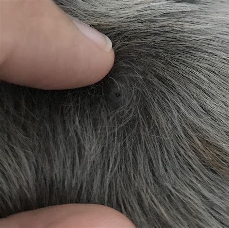 My friend’s dog had a huge blackhead on his back. So tempting!! : r/popping