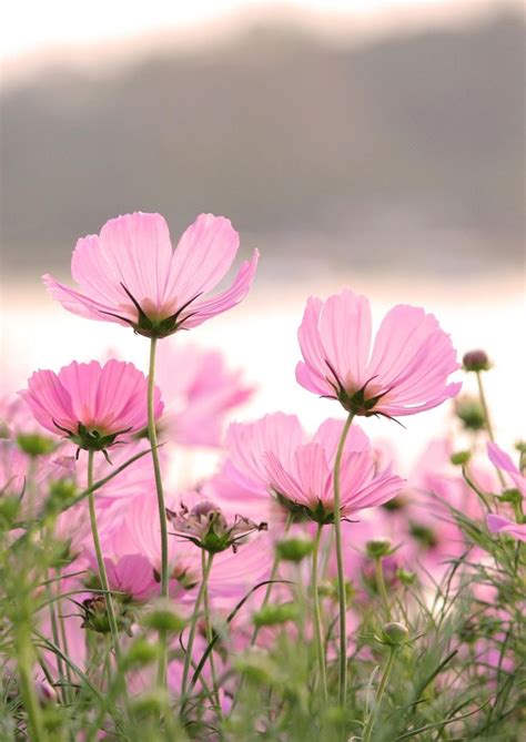 I've gathered 35 super cute pink wallpapers from my favorite bloggers and photographers into one blog post, so that they're easy for you to access. Pink Flower Wallpapers, Landscape Pink Flower, #14123