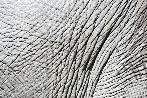 Elephant Skin Stock Image C0030191 Science Photo Library
