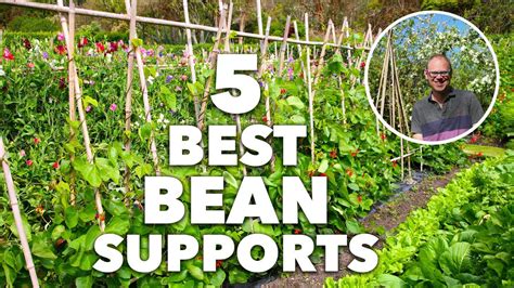 How To Support Bean Plants Hujaifa
