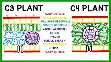 How C3 C4 And Cam Plants Do Photosynthesis Youtube