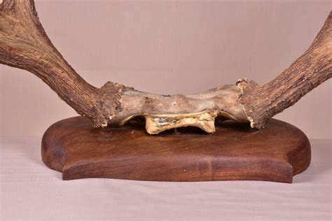 Latest review scanned 22 hours ago. Moose Horn Wall Mount