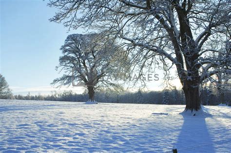 Royalty Free Image Snowy Meadow In Late Afternoon By Denovan