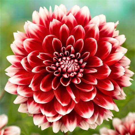 Deep Red & White Dahlia Bulbs For Sale Online | Fubuki – Easy To Grow Bulbs