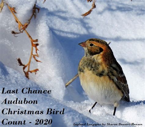 Christmas Bird Count Last Chance Audubon Society