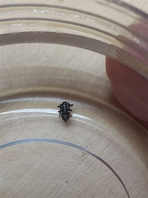 Kleine schwarze kaefer im haus und garten. Was ist das für ein Insekt in meinem Bett? Stechende ...