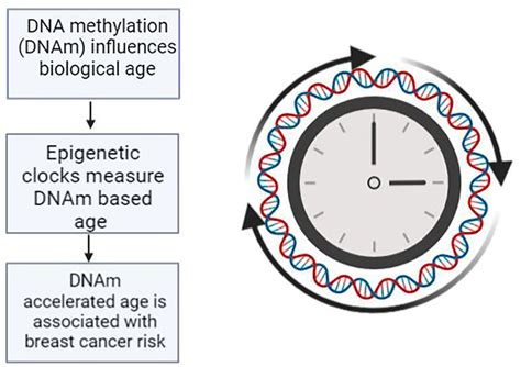 Frontiers Dna Methylation Accelerated Age As Captured By Epigenetic