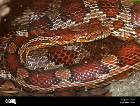 North American Non Venomous Corn Snake Pantherophis Guttatus Stock