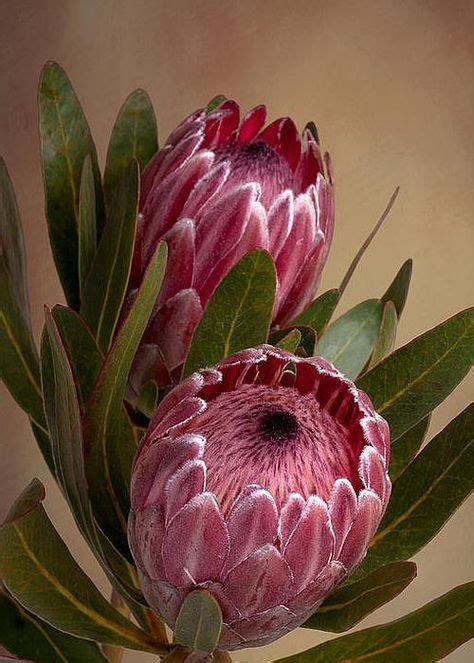 34 Proteas And Peonies Wedding Design Ideas In 2021 Protea Flower