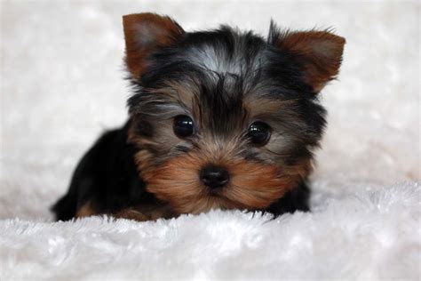 Micro Teacup Yorkie Puppy For Sale Iheartteacups Yorkie Puppy