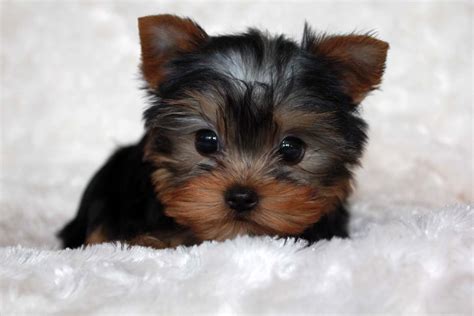 Micro Dogs Wallpapers High Quality | Download Free