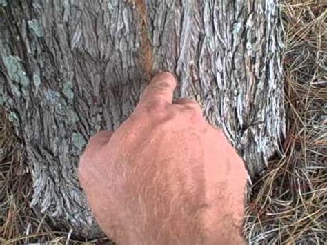 Termites are not interested in eating the wood of a living tree because they only want to eat dead cellulose. Charlotte Home Inspector Finds Termites on Live Tree - YouTube