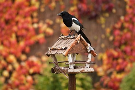 Tips To Make Your Fall Garden Bird Friendly Crafty House