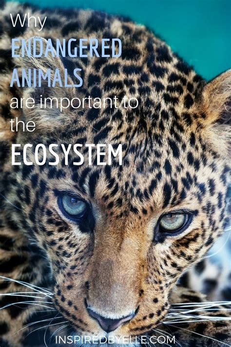 Why Endangered Animals Are Important To The Ecosystem Endangered