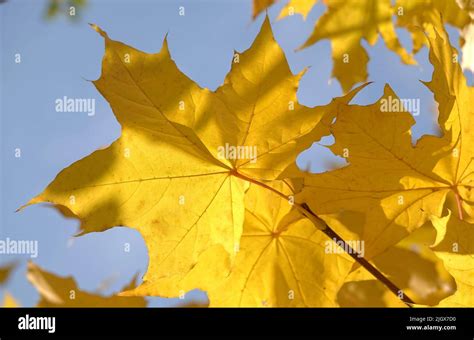 Autumn Leaf On A Tree Branch In Sunbeams Of Light Stock Photo Alamy