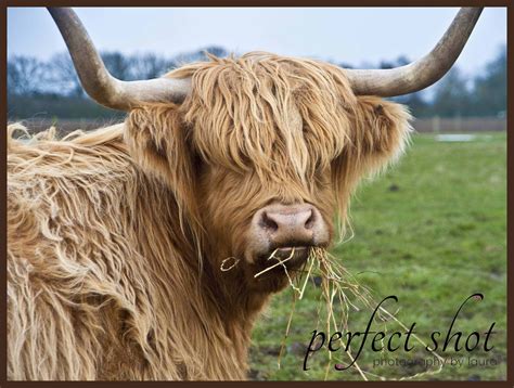 Highland Cattle Cattle Fluffy Cows Cow Pictures