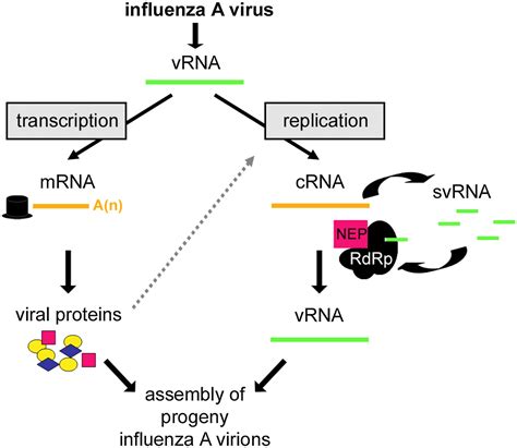 A Big Role For Small Rnas In Influenza Virus Replication Pnas