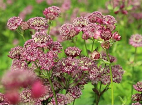 Masterwort 'abbey road', great masterwort 'abbey road', astrantia 'abbey road'. Astrantia major Abbey Road