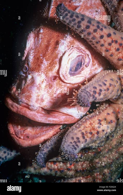 Sunflower Star Pycnopodia Helianthoides Scavenging Yelloweye Rockfish