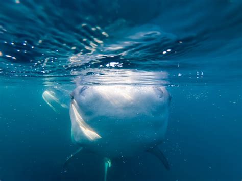 【体験談】セブ島で巨大ジンベイザメと30分間泳ぐツアーに格安で参加する方法《裏ワザ》 pare ko blog [パレコブログ]