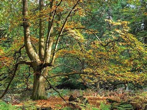 Enchanted Forest Tree Photograph By Gill Billington Fine Art America