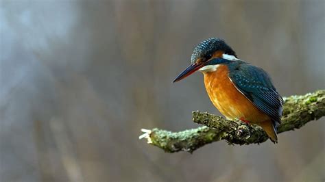 Kingfisher Wallpapers Wallpaper Cave