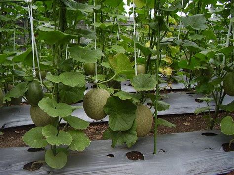 Unduh gambar buah melon segar. Cara Menanam Melon dengan Hasil Panen Selangit dan ...