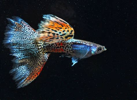 Guppies breed sexually in the same way that many mammals breed. Swordtail Guppies: The IFGA At A Crossroads; Can re ...