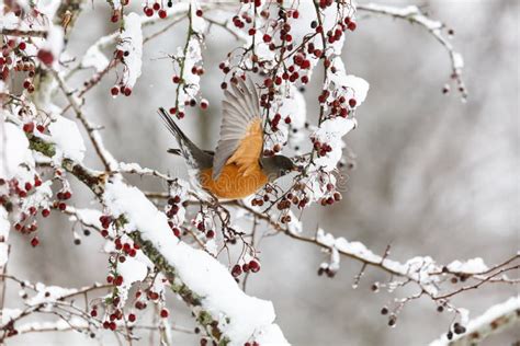 American Robin And Snow Stock Photo Image Of Wildlife 90958262