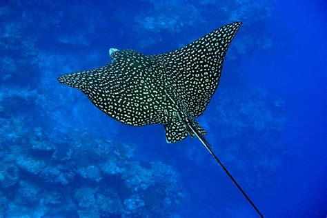 An Extraordinary Rare Eagle Ray Spotted In The Great Barrier Reef After
