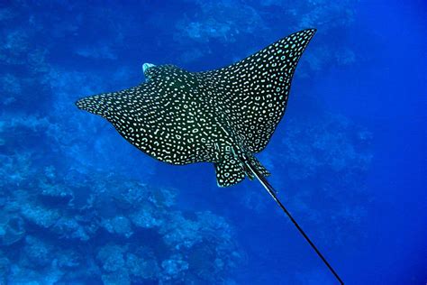 Quick facts about these graceful and venomous cartilaginous fish. An extraordinary rare eagle ray spotted in the Great ...