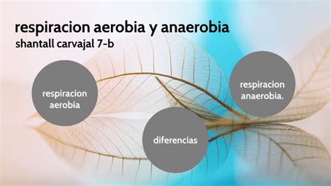 Respiracion Aerobia Y Anaerobia By Shantall Carvajal Botero My XXX