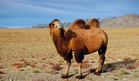 Camello Características Tamaño Hábitat Alimentacion Y Jorobas