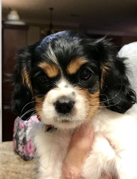 Tri Color King Charles Cavalier Puppy ️ ️ Cavalier Puppy Cute Dogs