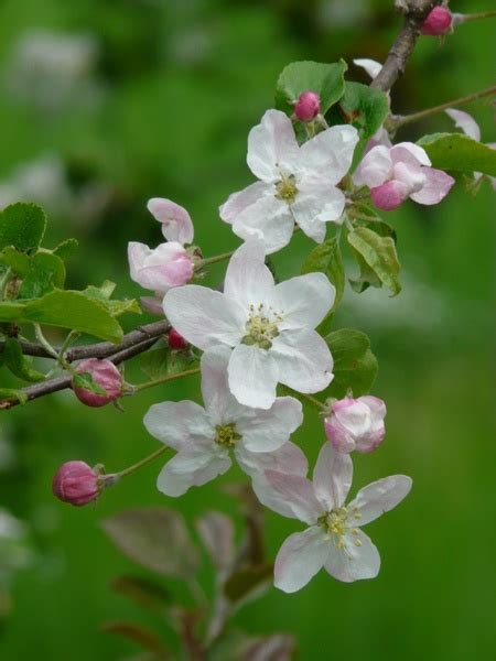 Apple Blossoms Bud Flowers Free Stock Photos In Jpeg  2448x3264