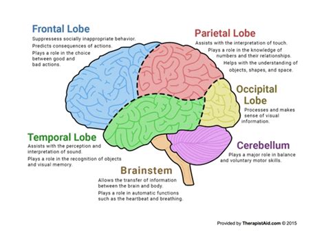 The Human Brain (Diagram) (Worksheet) | Therapist Aid